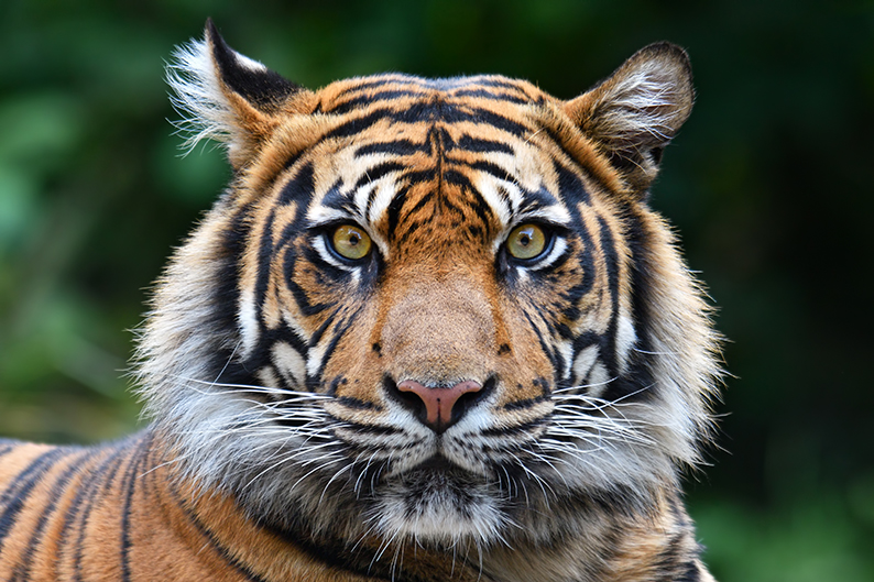 Tigre, felino