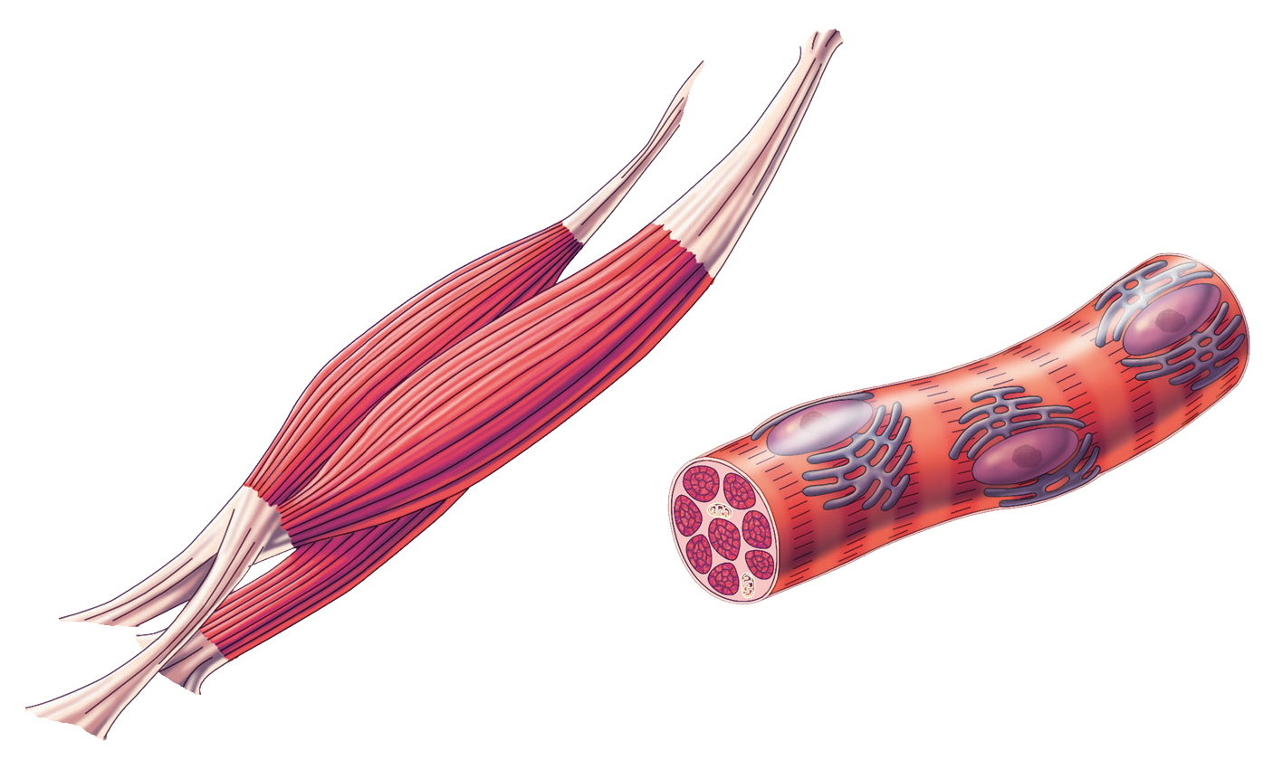 Tejido muscular, células musculares