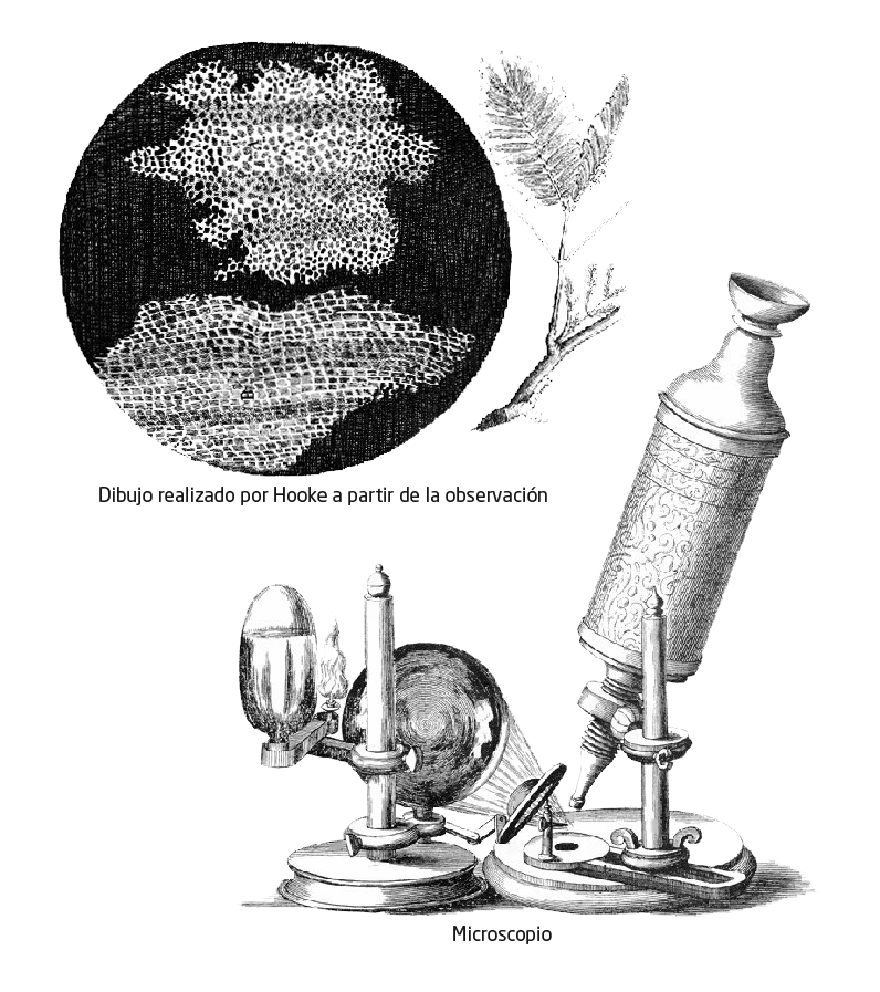 Observación, Hooke, microscopio, células