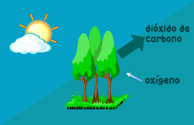 Dióxido de carbono, oxígeno