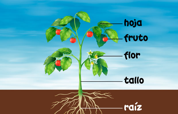 Raíz Tallo Flor Fruto Hoja