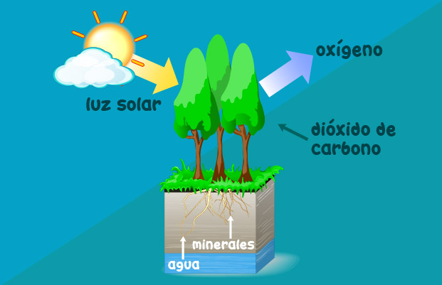 Luz solar, oxígeno, dióxido de carbono, minerales, agua
