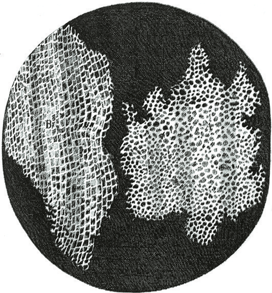 Imagen de célula que vio Hooke por el microscopio