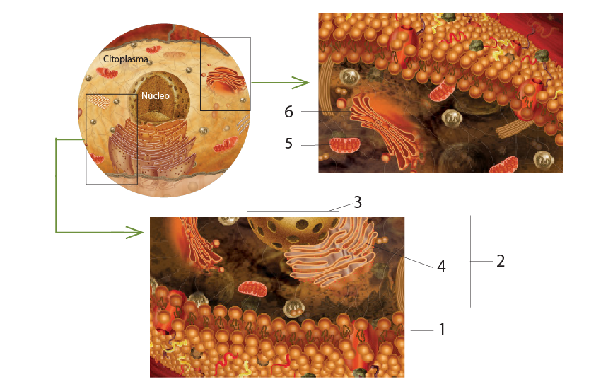 Célula, procariota, citoplasma, núcleo, membrana celulara, retículo endoplásmico, mitocondria, dictiosoma