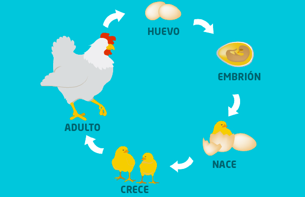 Crías de animales ovíparos