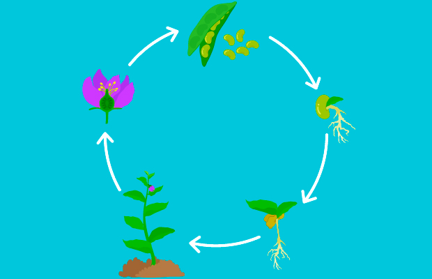 Ciclo de plantas