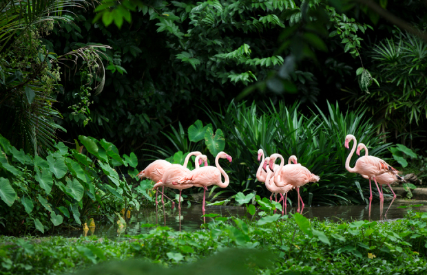 Flamencos