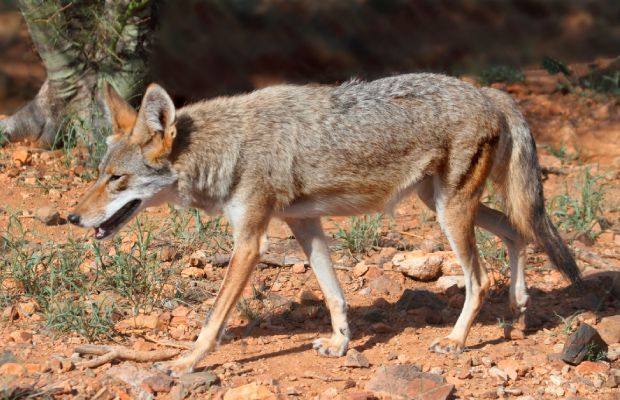 Coyote del desierto