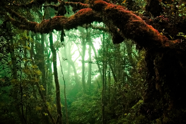 Selva