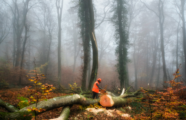 Hombre talando árbol