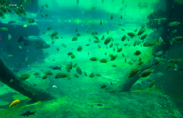 Banco de peces
