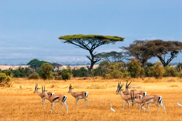 Sabana