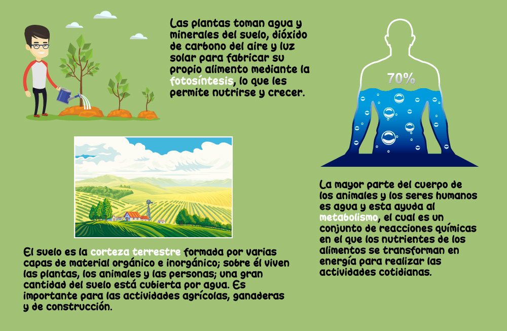 1. Las plantas toman agua y minerales del suelo, dióxio de carbono del aire y luz solar para fabricar su propio alimento mediante la fotosíntesis, lo que les permite nutrirse y crecer. / 2. El suelo es la corteza terrestre formada por varias capas de material orgánico e inorgánico; sobre él viven las plantas, los animales y las personas; una gran cantidad del suelo está cubierta por agua. Es importante para las actividades agrícolas, ganaderas y de construcción. / 3. La mayor parte del cuerpo de los animales y los seres humanos es agua y esta ayuda al metabolismo, el cual es un conjunto de reacciones químicas en el que los nutrientes de los alimentos se transforman en energía para realizar las actividades cotidianas.