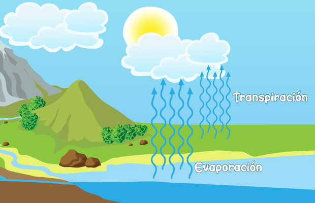 Proceso de evapotranspiración