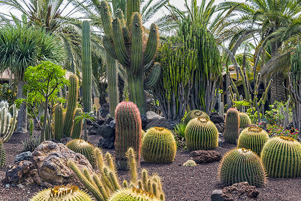 Cactus Tunas