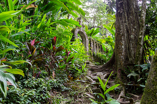 Selva