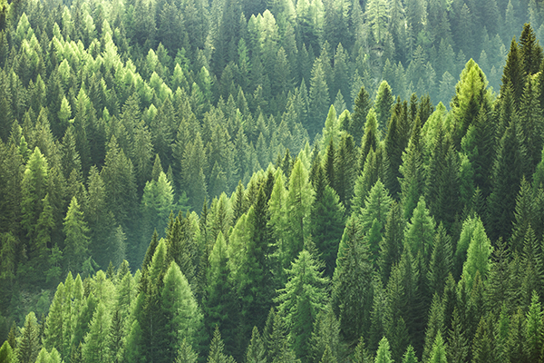 Pinos Árboles Bosque