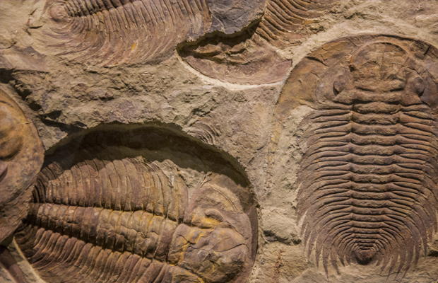Fósiles Trilobites