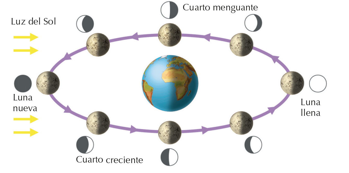 Fases de la luna