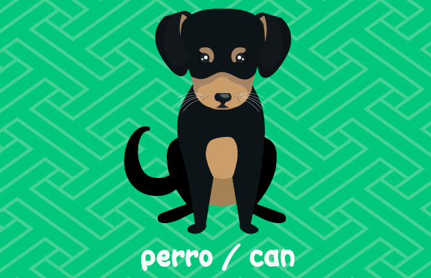 Perro/can