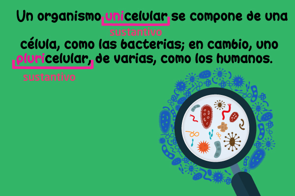 Prefijos Ejemplo Lupa Observar Mirar Celulas Unicelular Pluricelular