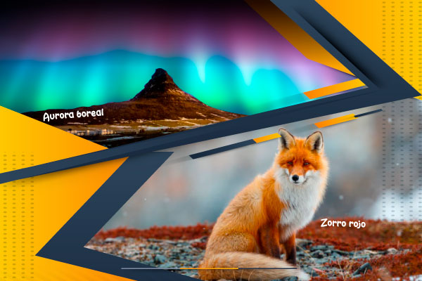 Aurora boreal, zorro rojo