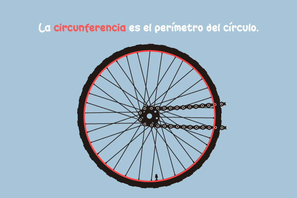 La circunferencia es el perímetro del círculo.a