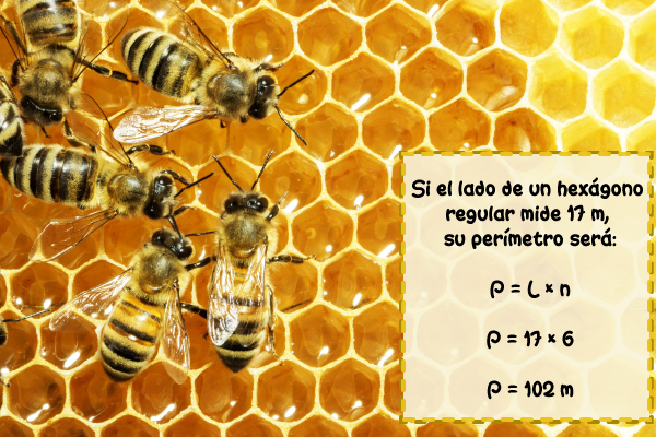 Si el lado de un hexágono regular mide 17m, su perímetro será: P = 17 x 6 = 102cm