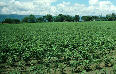 Agricultura Producción Agrícola Hortaliza