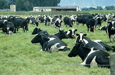Ganadería Ganado Vacas Res Cabezas