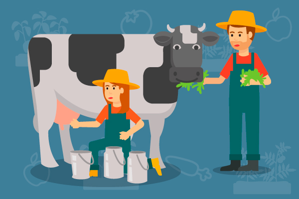 Hombre y mujer ganaderos con una vaca. Mientras la mujer la ordeña, el hombre le da de comer.