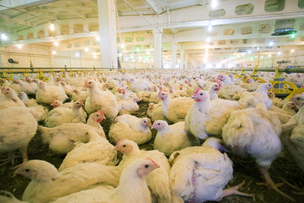 Industria Alimentaria Gallinas Pollos Huevo