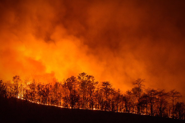 Bosque en un monte incendiado