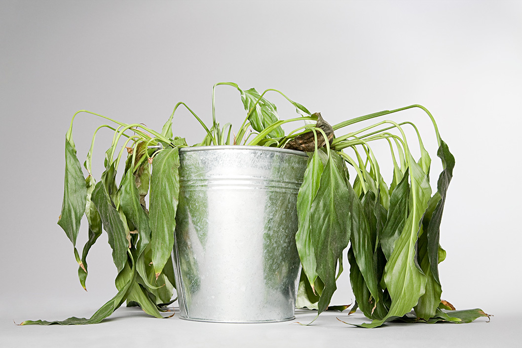 PLANTA SECA MARCHITA FALTA AGUA