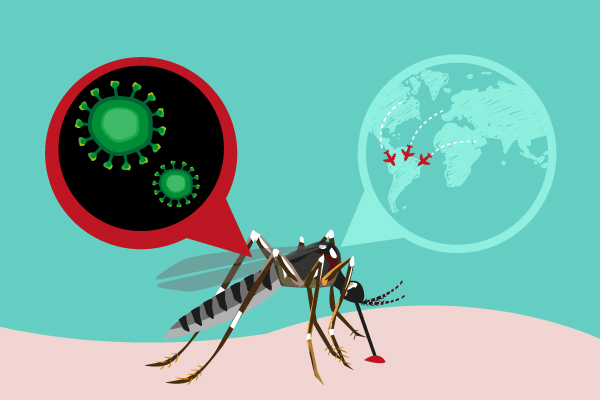 Mosquito transmisor de enfermedades